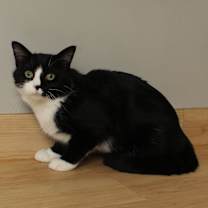 Thumbnail photo of Scrabble C66774 #4