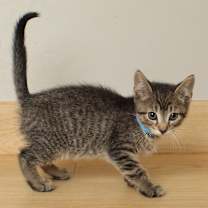 Thumbnail photo of Chartreuse C66877 #2