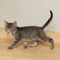 Thumbnail photo of Chartreuse C66877 #3