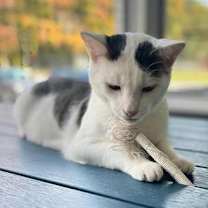 Thumbnail photo of Squiggles #2