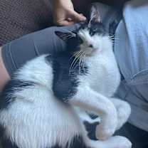 Thumbnail photo of Milkshake #3