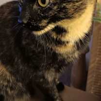 Thumbnail photo of Cleo (aka Dahlia) #2