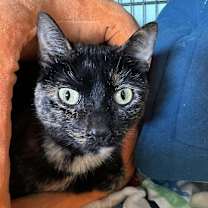 Thumbnail photo of Cleo (aka Dahlia) #3