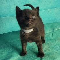 Thumbnail photo of Panther #2