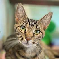 Thumbnail photo of Cannoli #1