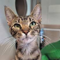 Thumbnail photo of Cannoli #3