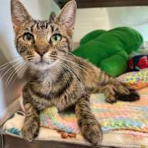 Thumbnail photo of Cannoli #4