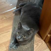 Thumbnail photo of Gus-Gus #3