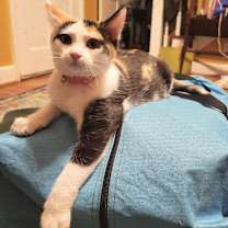 Thumbnail photo of Confetti #4