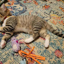 Thumbnail photo of Zig Zag #3