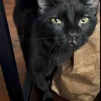 Thumbnail photo of Kirby (in Foster) #2