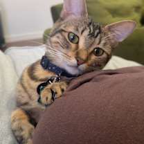 Thumbnail photo of Ellie bug #1