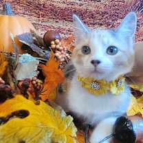 Thumbnail photo of Peaches #4