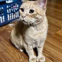 Thumbnail photo of Mama Goldie #2