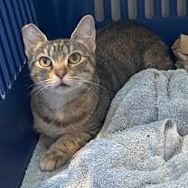 Thumbnail photo of Chicken & Dumplings #2