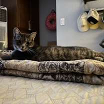 Thumbnail photo of Cosmo #2