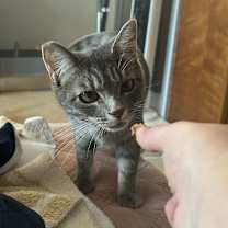 Thumbnail photo of Cosmo #4