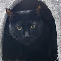 Thumbnail photo of Riff Raff #1