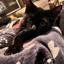 Thumbnail photo of Taquito #4