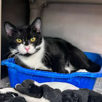 Thumbnail photo of Hal #1