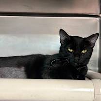 Thumbnail photo of Sophie #1