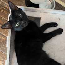 Thumbnail photo of Chili #4