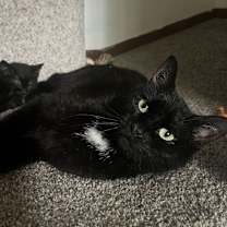 Thumbnail photo of Snowbell #1