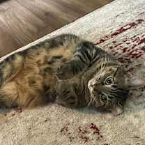 Thumbnail photo of Chloe #4