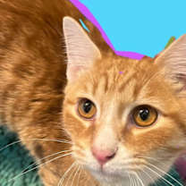 Thumbnail photo of Tumeric #2