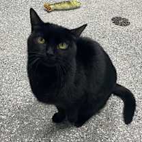 Thumbnail photo of Dove #1