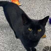 Thumbnail photo of Onyx #2