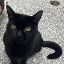 Thumbnail photo of Dove #3