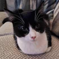 Thumbnail photo of Balto #3