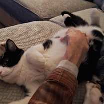 Thumbnail photo of Balto #4