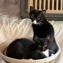 Thumbnail photo of Stardust #3