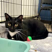 Thumbnail photo of Loki #4