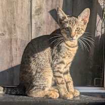 Thumbnail photo of Kitten Uzuki #2