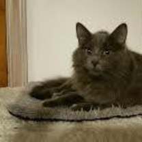 Thumbnail photo of Falin (with Hannah) #2