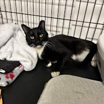 Thumbnail photo of Goodfellow #2