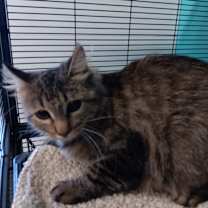 Thumbnail photo of Gummy Clusters #2