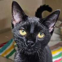 Thumbnail photo of Bugle #1