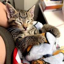 Thumbnail photo of Theo (and Swiss Miss) #4