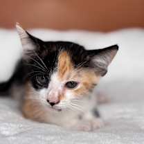 Thumbnail photo of Sybil #2