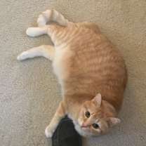 Thumbnail photo of Izzy #3