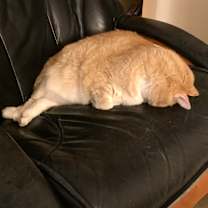 Thumbnail photo of Izzy #4