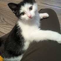 Thumbnail photo of Teeter #1