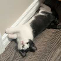 Thumbnail photo of Teeter #3