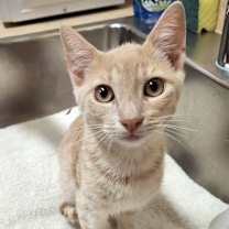 Thumbnail photo of Sawyer #2