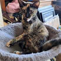 Thumbnail photo of Girly #3