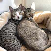 Thumbnail photo of Casey and Holly #1